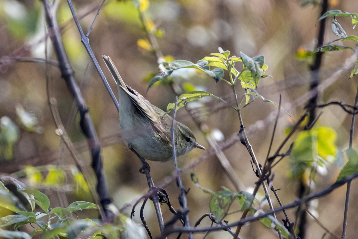 עלווית בלטית - ML647499151