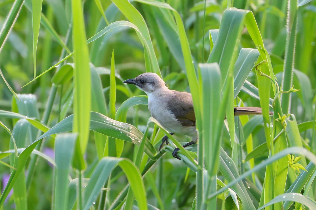 Çin Arapbülbülü - ML647499153