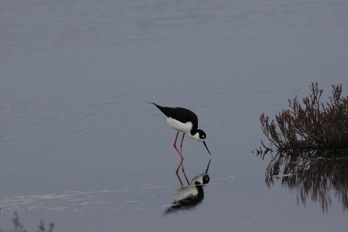 Black-necked Stilt - ML647499154
