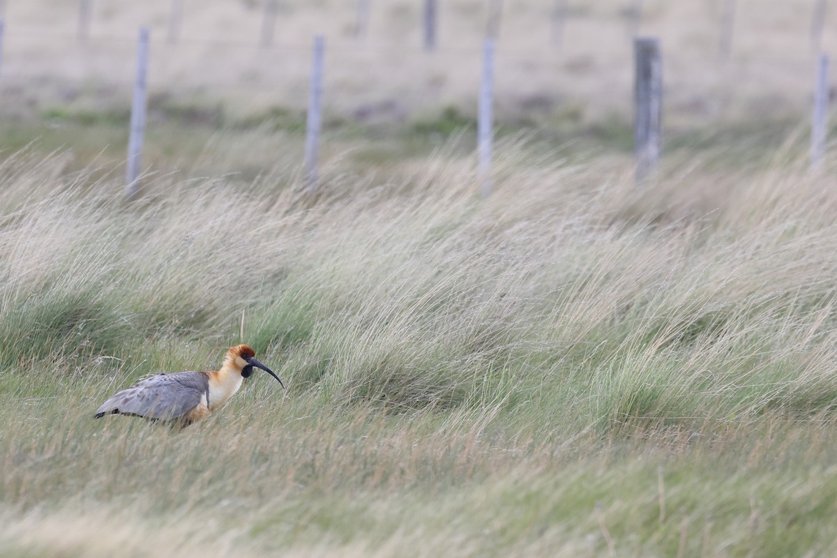 Black-faced Ibis - ML647499155