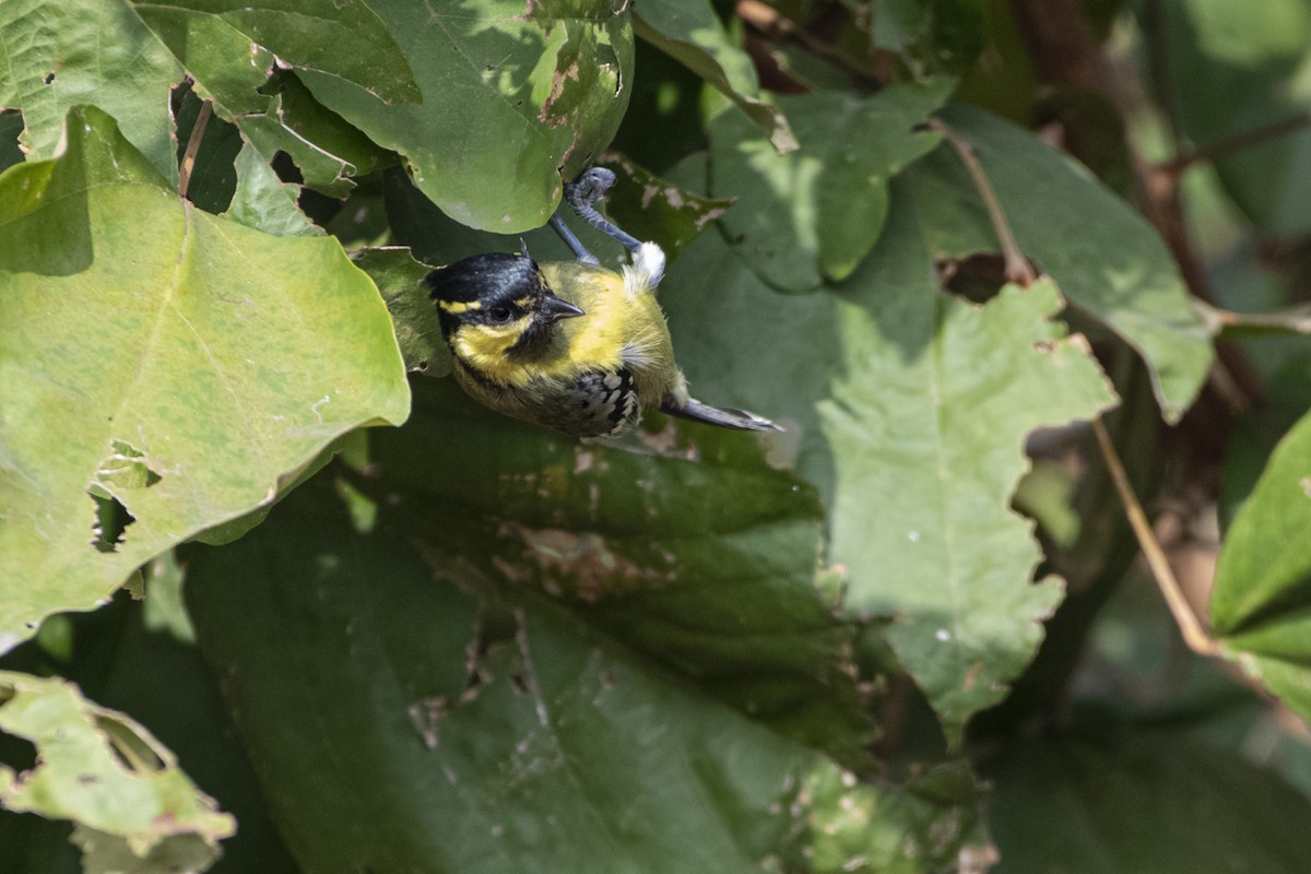 Indian Yellow Tit - ML647499157