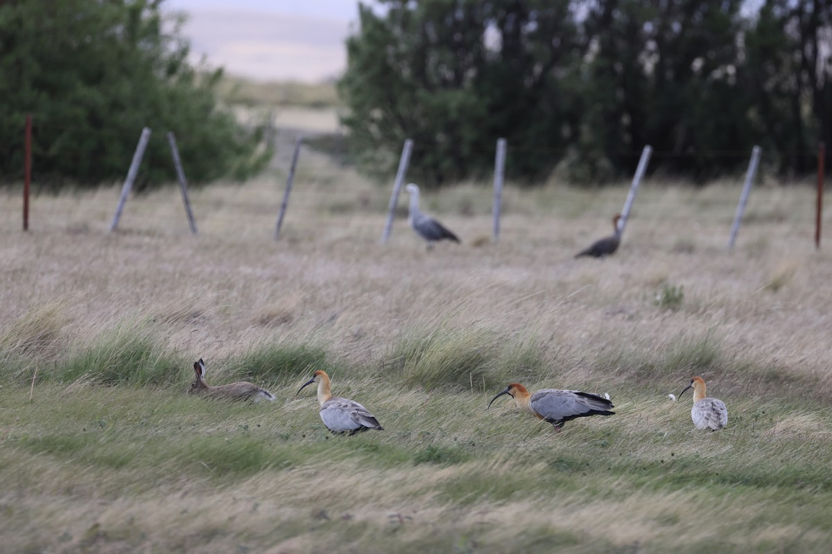 Black-faced Ibis - ML647499158