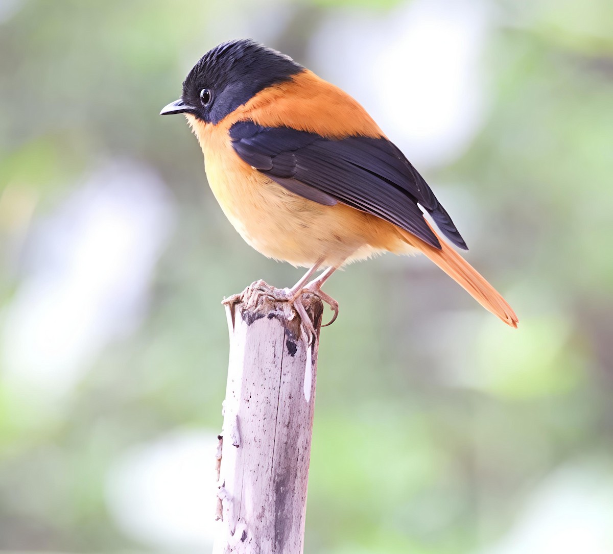 Black-and-orange Flycatcher - ML647499160