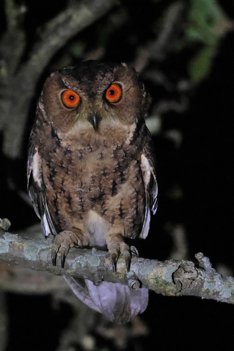 Japon İshakkuşu - ML647499161