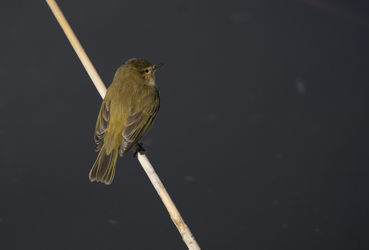 עלווית חורף - ML647499162