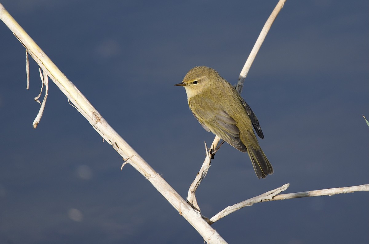 עלווית חורף - ML647499163