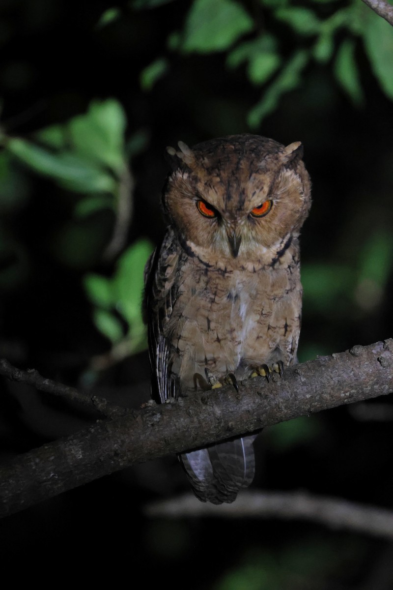 Сплюшка японська - ML647499164