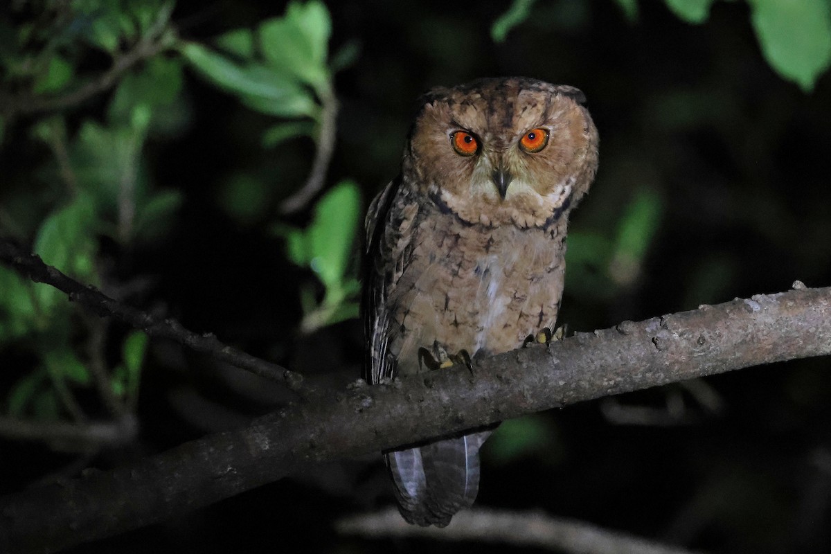 Сплюшка японська - ML647499165