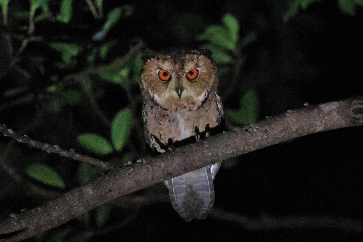 Сплюшка японська - ML647499166