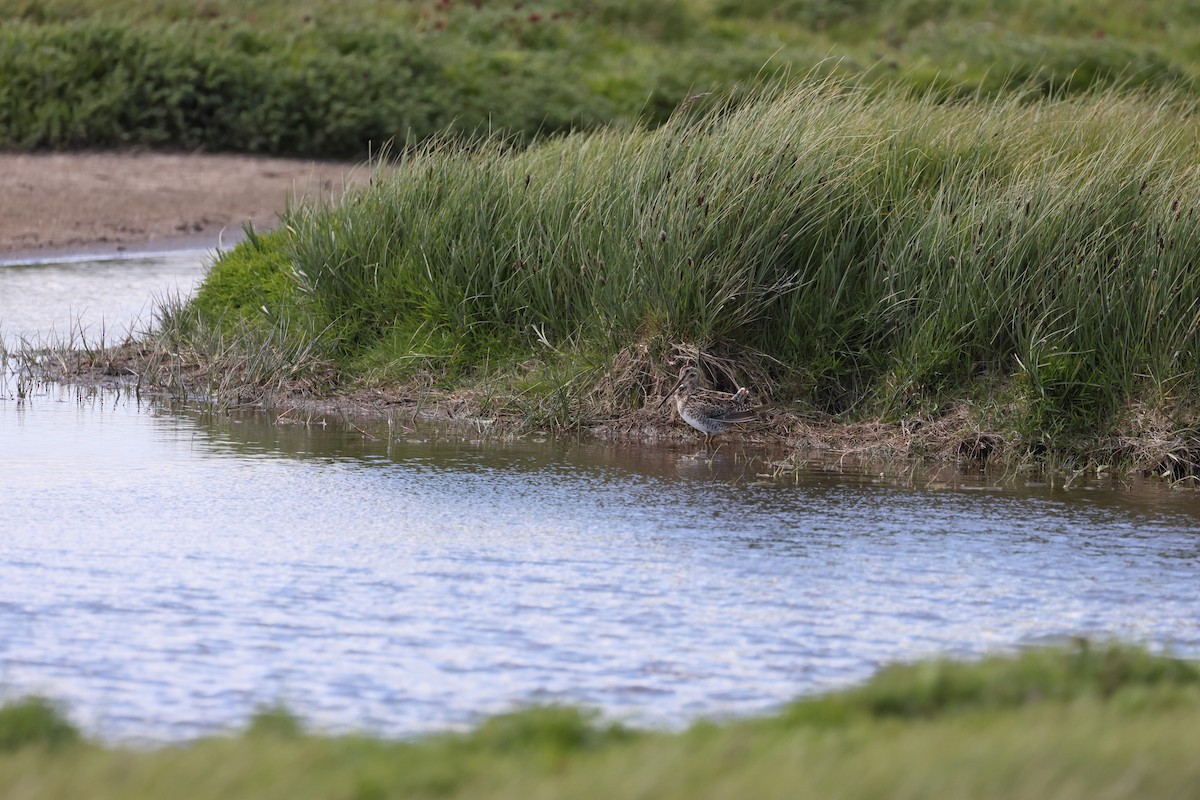 Magellanic Snipe - ML647499167
