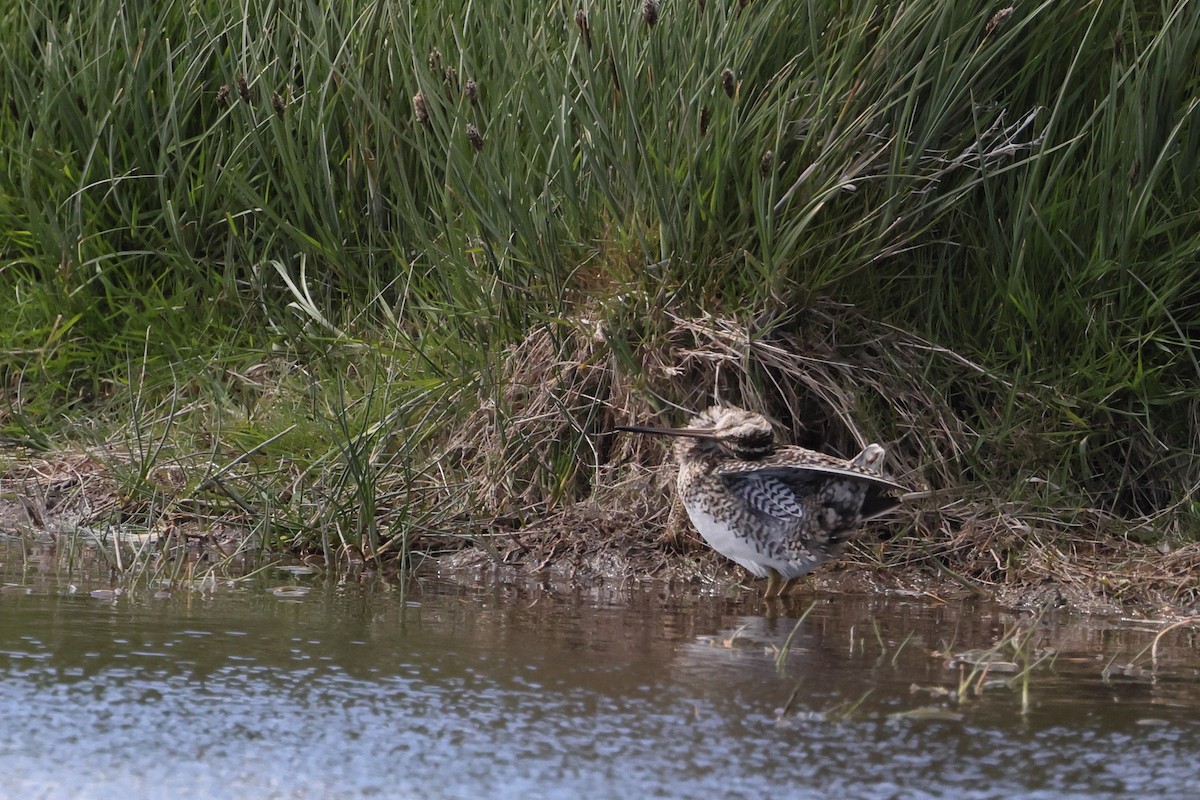 Magellanic Snipe - ML647499168