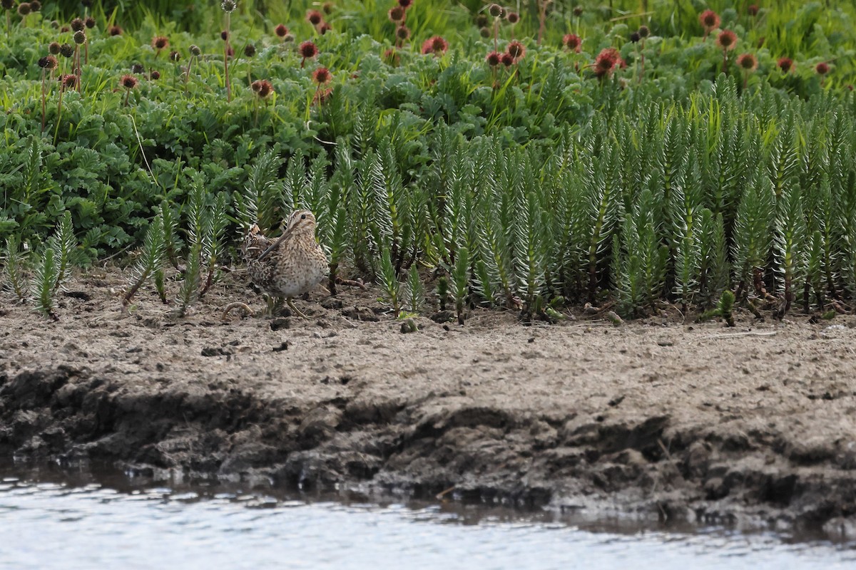 Magellanic Snipe - ML647499169