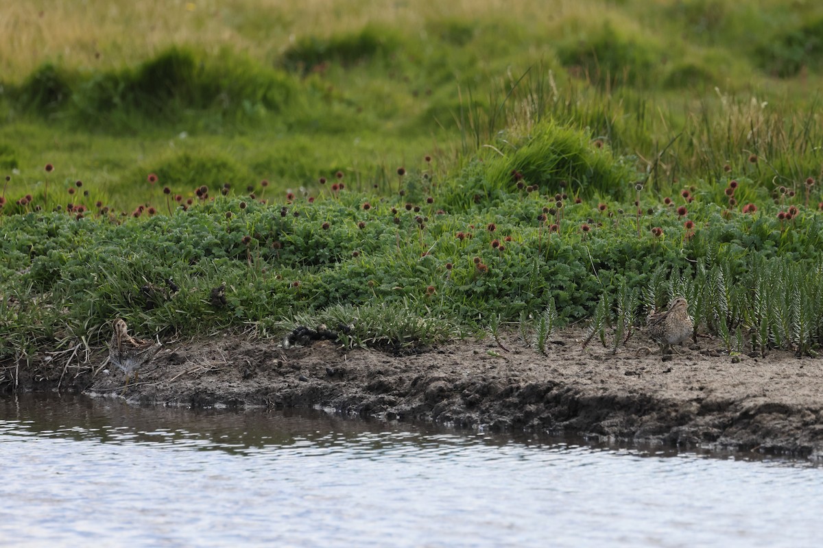 Magellanic Snipe - ML647499170