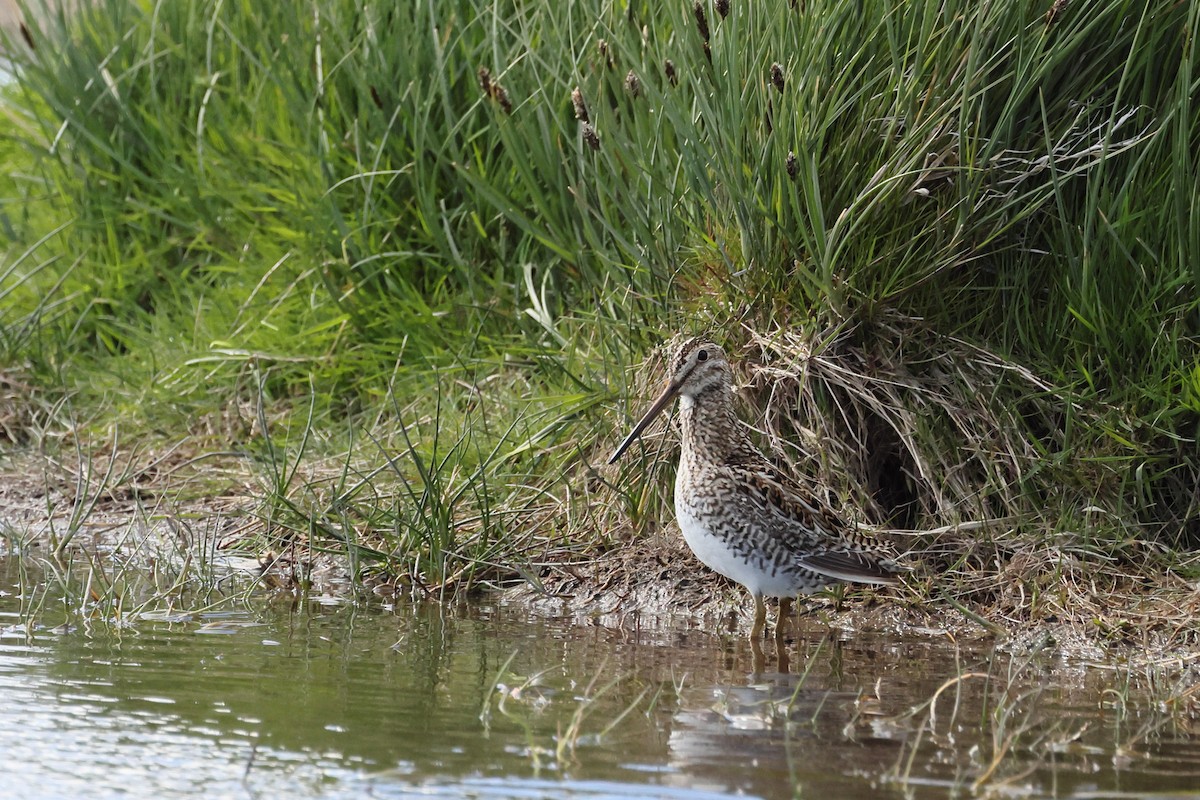 Magellanic Snipe - ML647499171