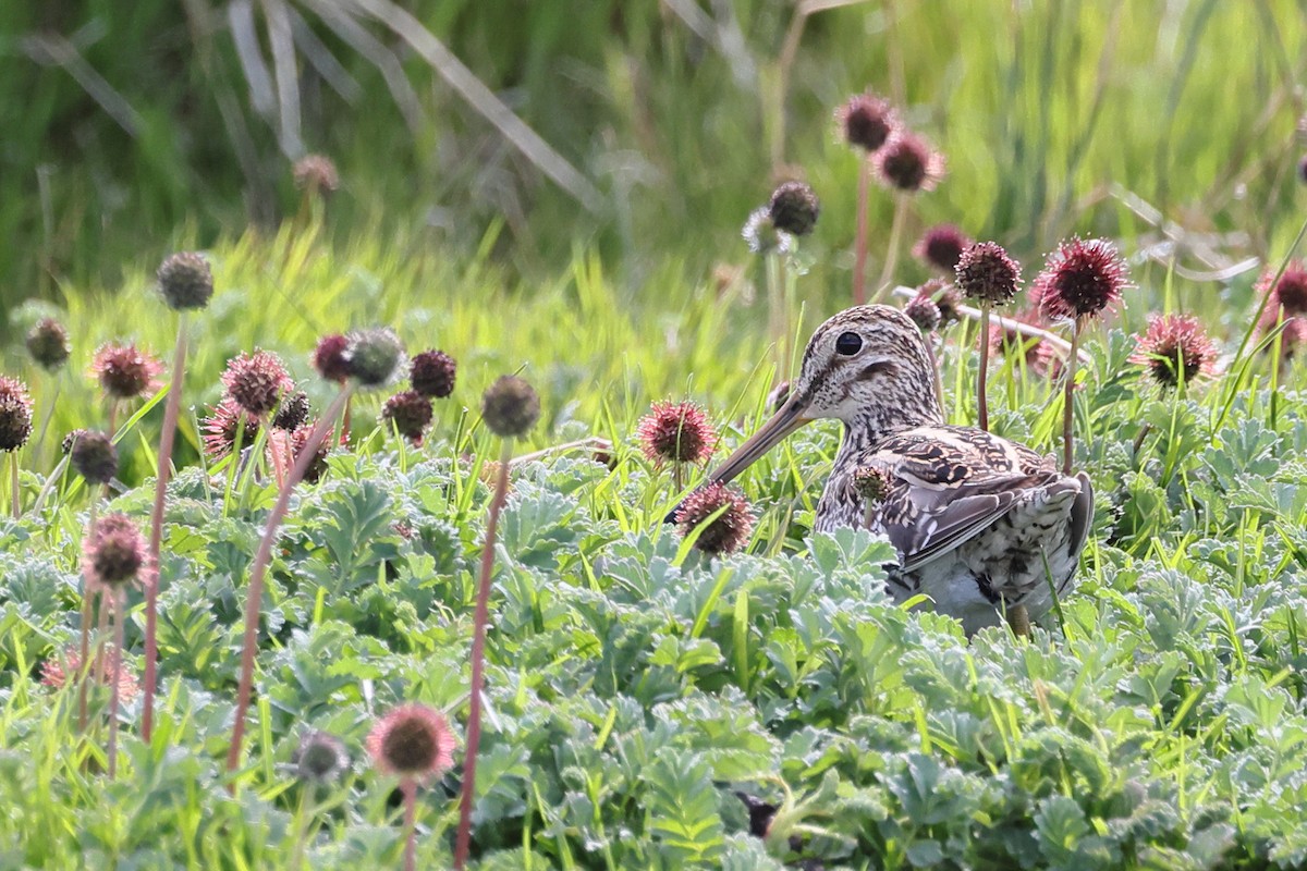 Magellanic Snipe - ML647499172