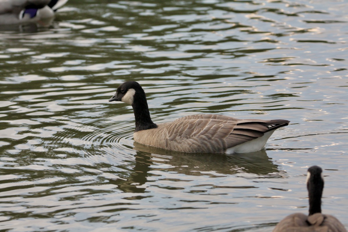 Gıdaklayan Kaz - ML647499186