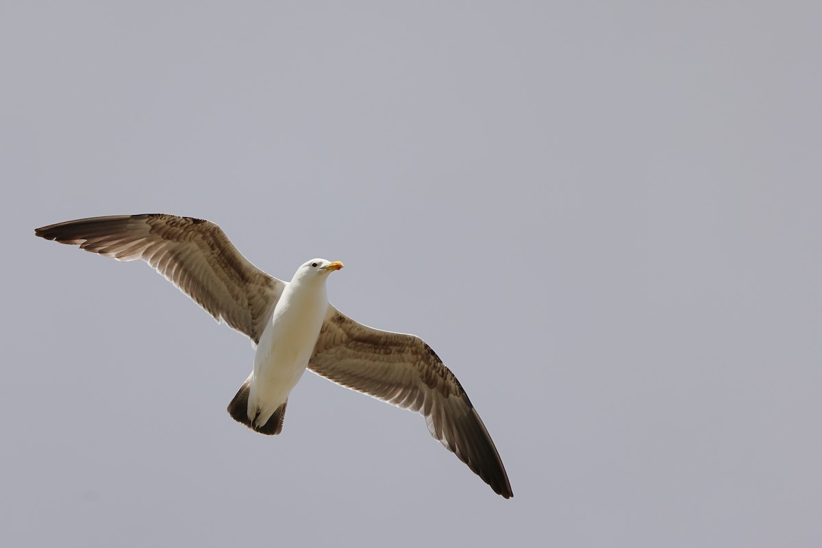 Yosun Martısı - ML647499190