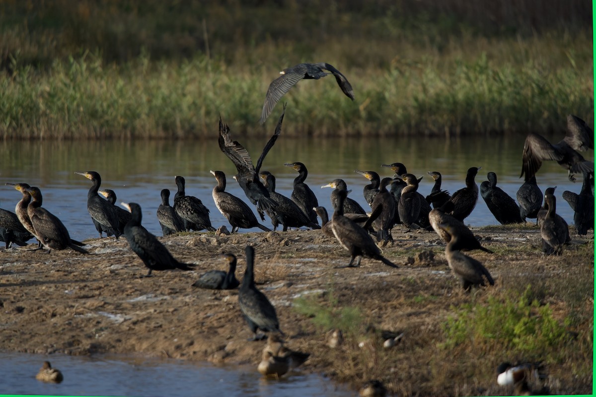 Karabatak - ML647499191