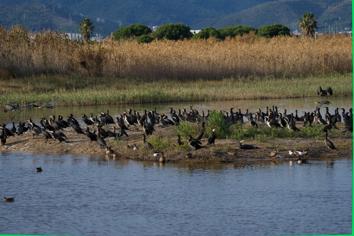 Karabatak - ML647499192