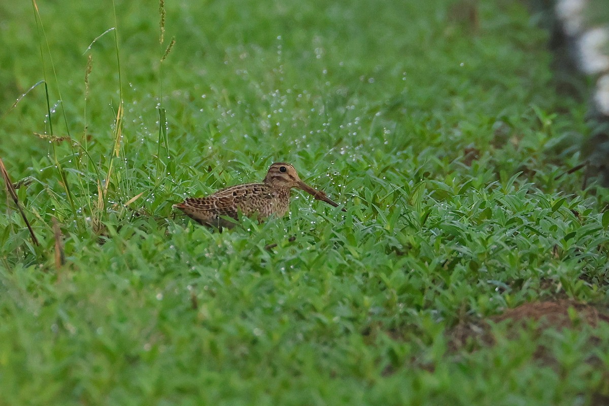 Baykal/Sibirya Suçulluğu - ML647499194