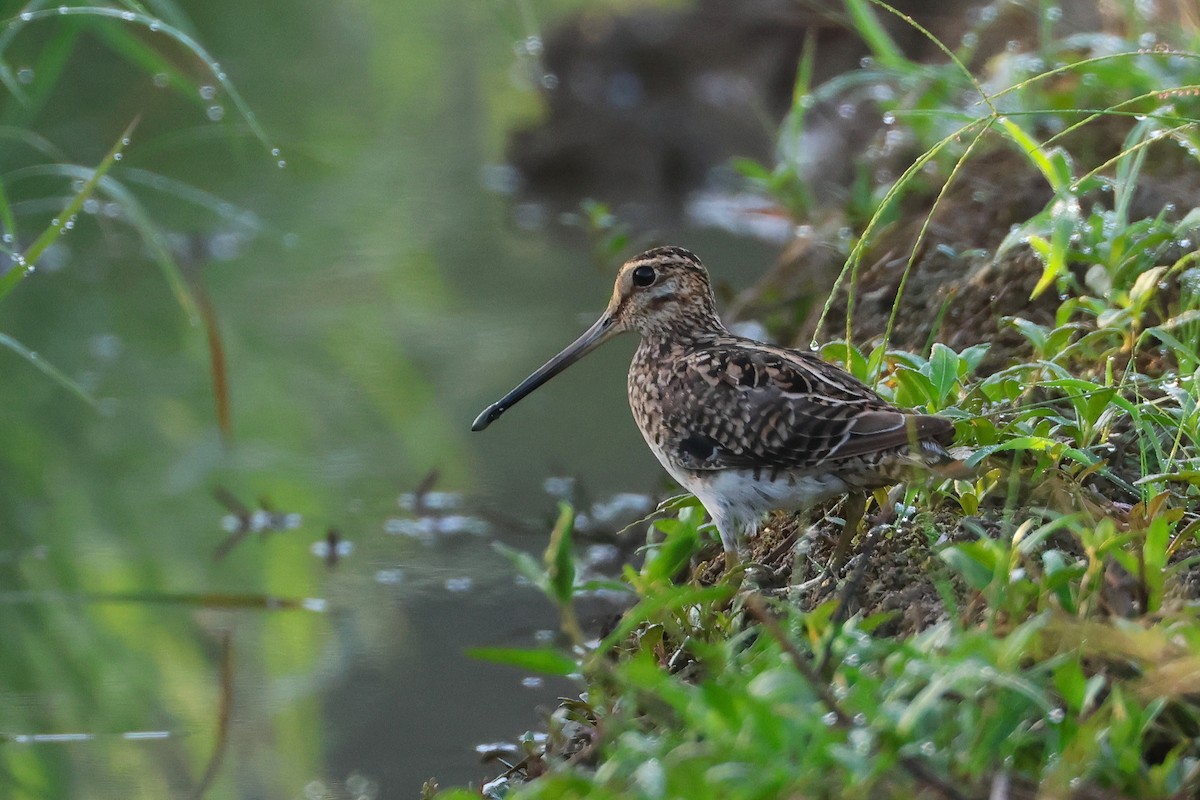 Baykal/Sibirya Suçulluğu - ML647499195