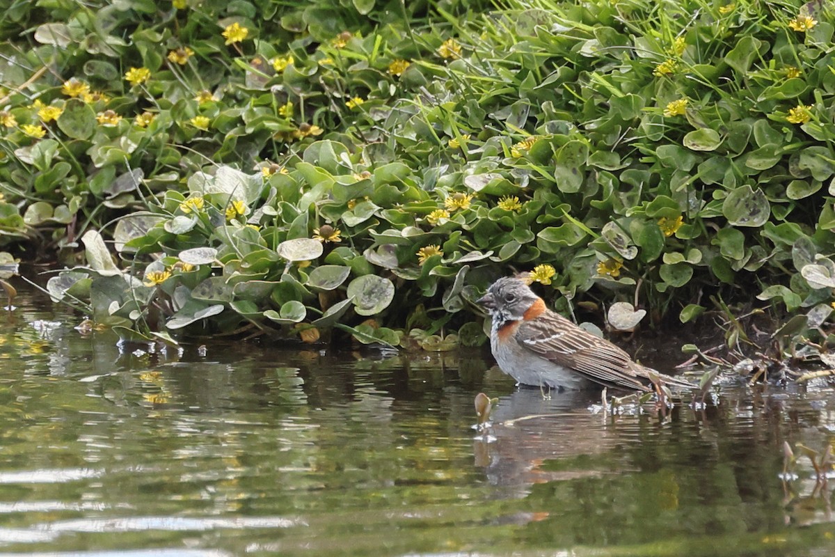 Kızıl Enseli Serçe - ML647499196
