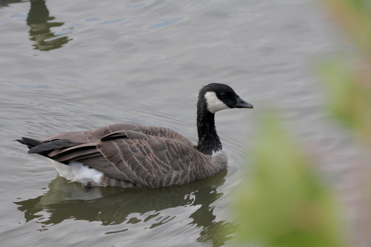Gıdaklayan Kaz - ML647499198