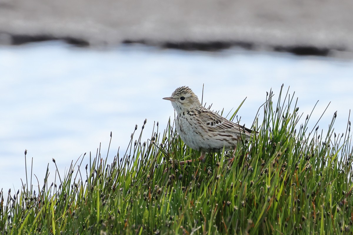 Korrendera İncirkuşu - ML647499199