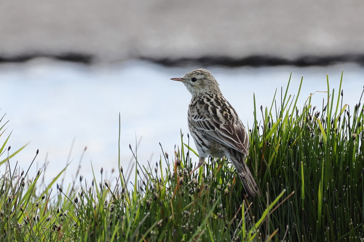 Korrendera İncirkuşu - ML647499200