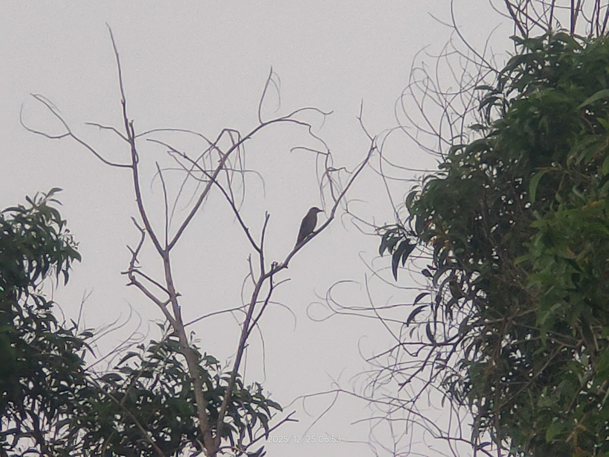 Kara Enseli Sarıasma - ML647499205