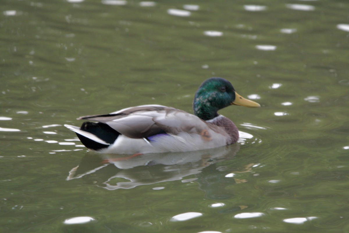 Yeşilbaş - ML647499206