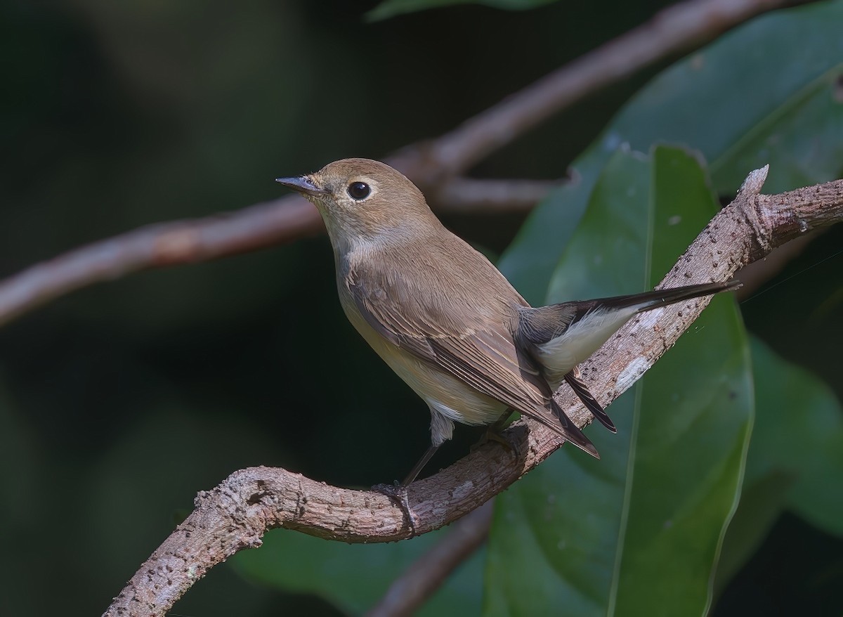 Tayga Sinekkapanı - ML647499207
