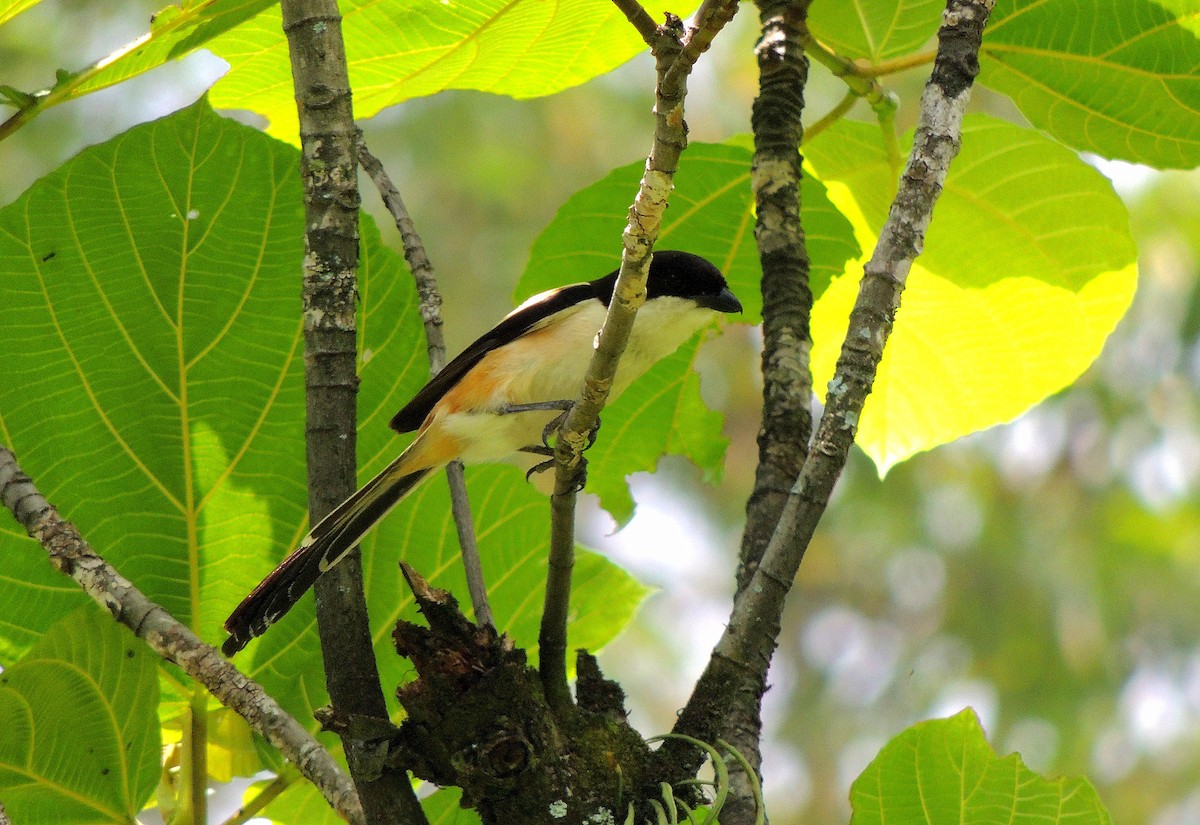 Uzun Kuyruklu Örümcekkuşu - ML647499208