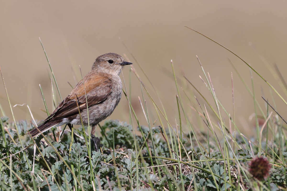 Güney Negritosu - ML647499209