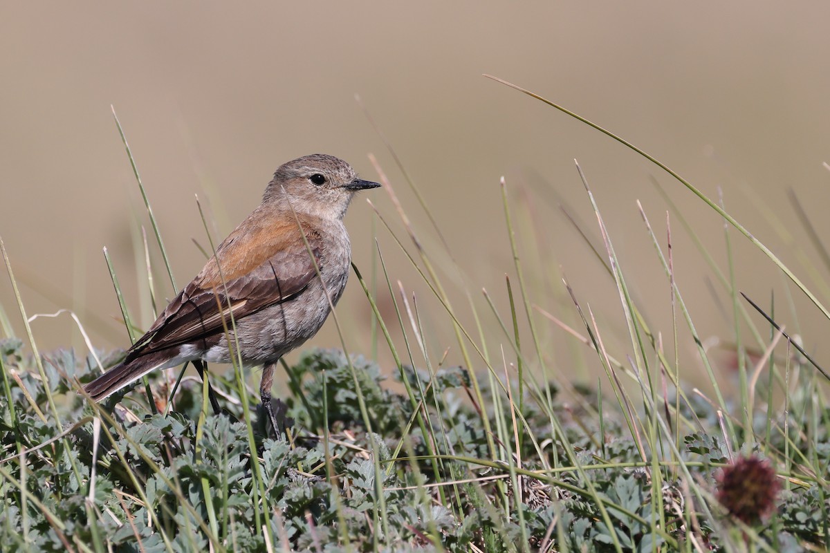 Güney Negritosu - ML647499210