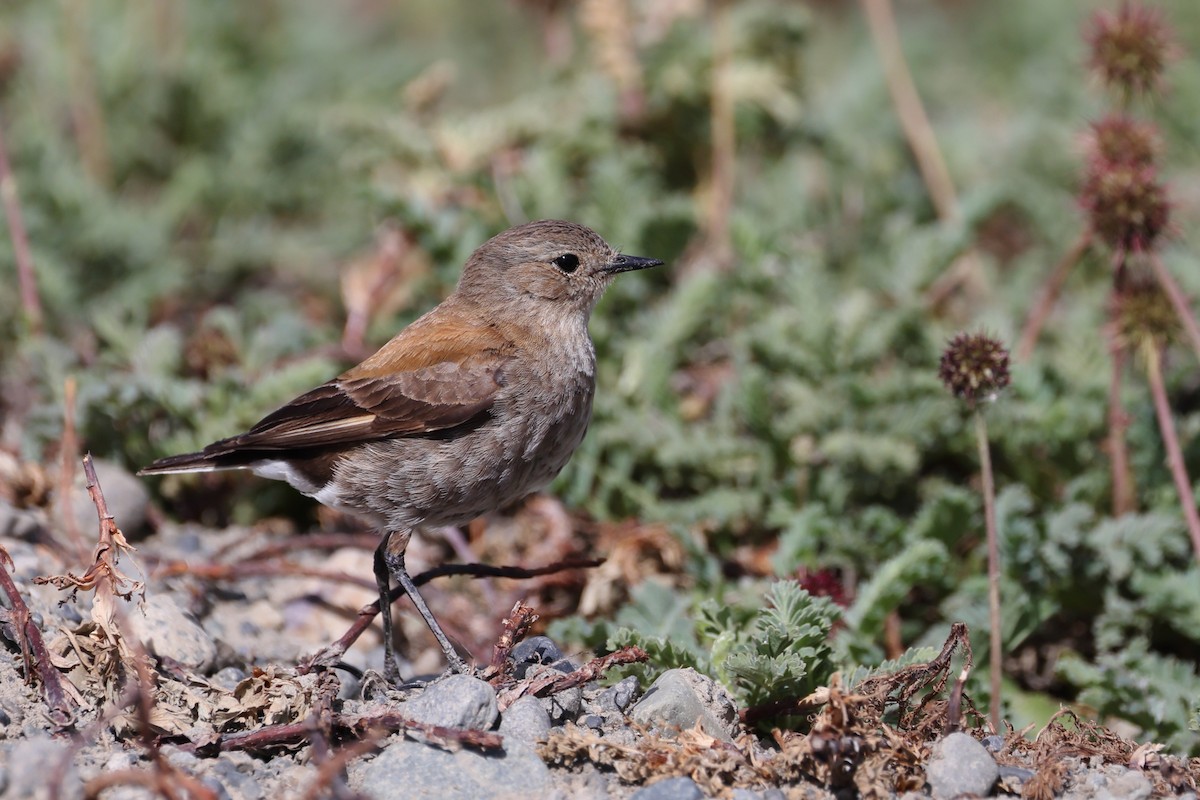 Güney Negritosu - ML647499211