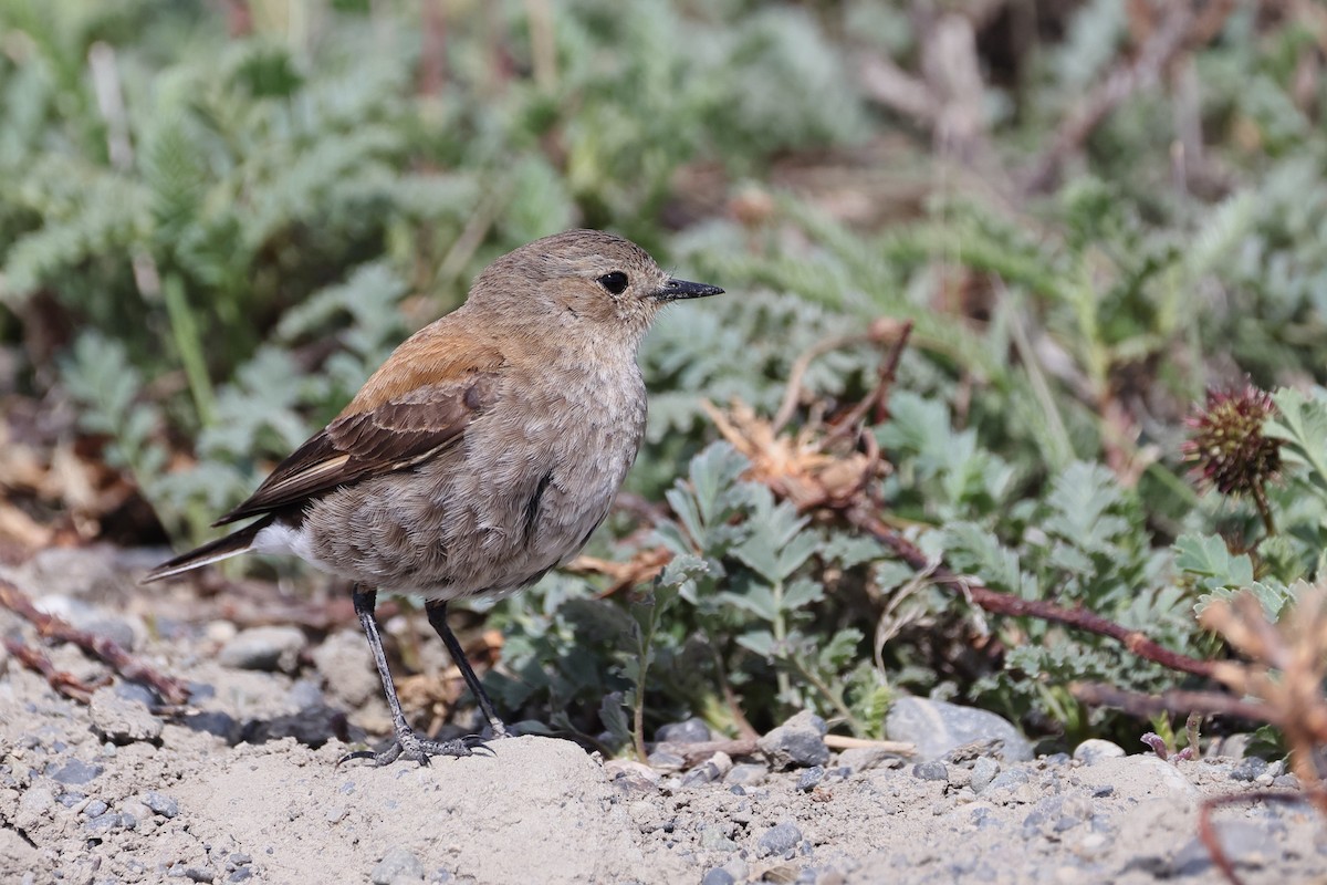 Güney Negritosu - ML647499212