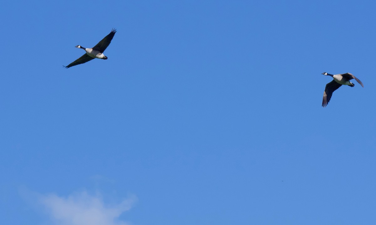 berneška velká - ML647499213