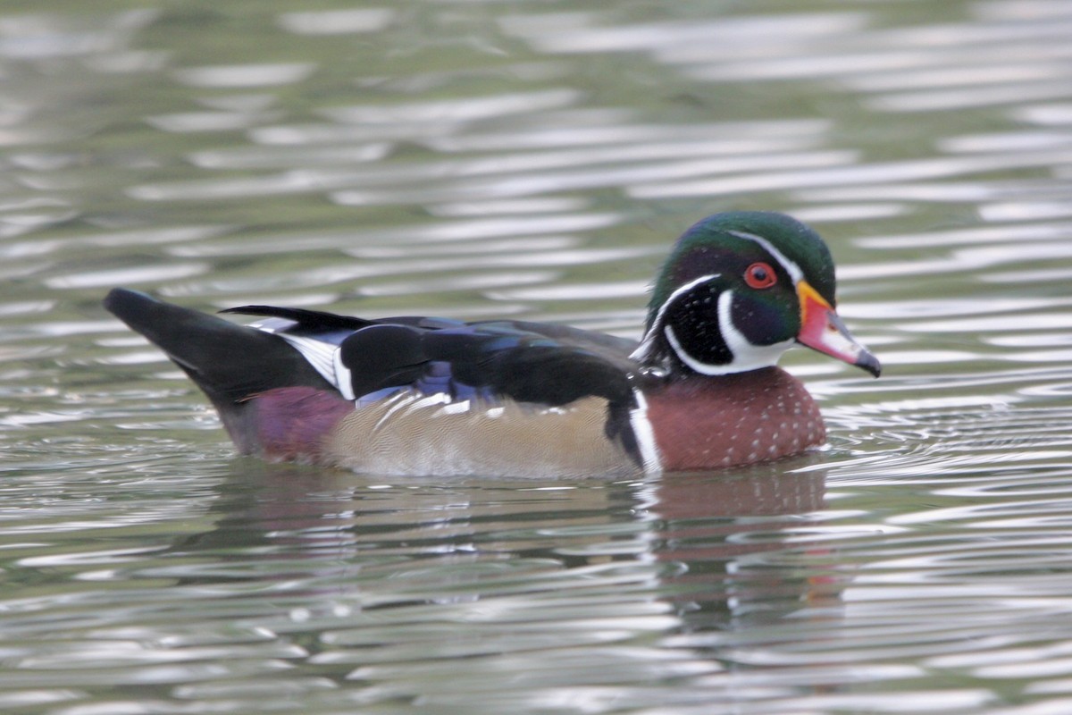 Orman Ördeği - ML647499214