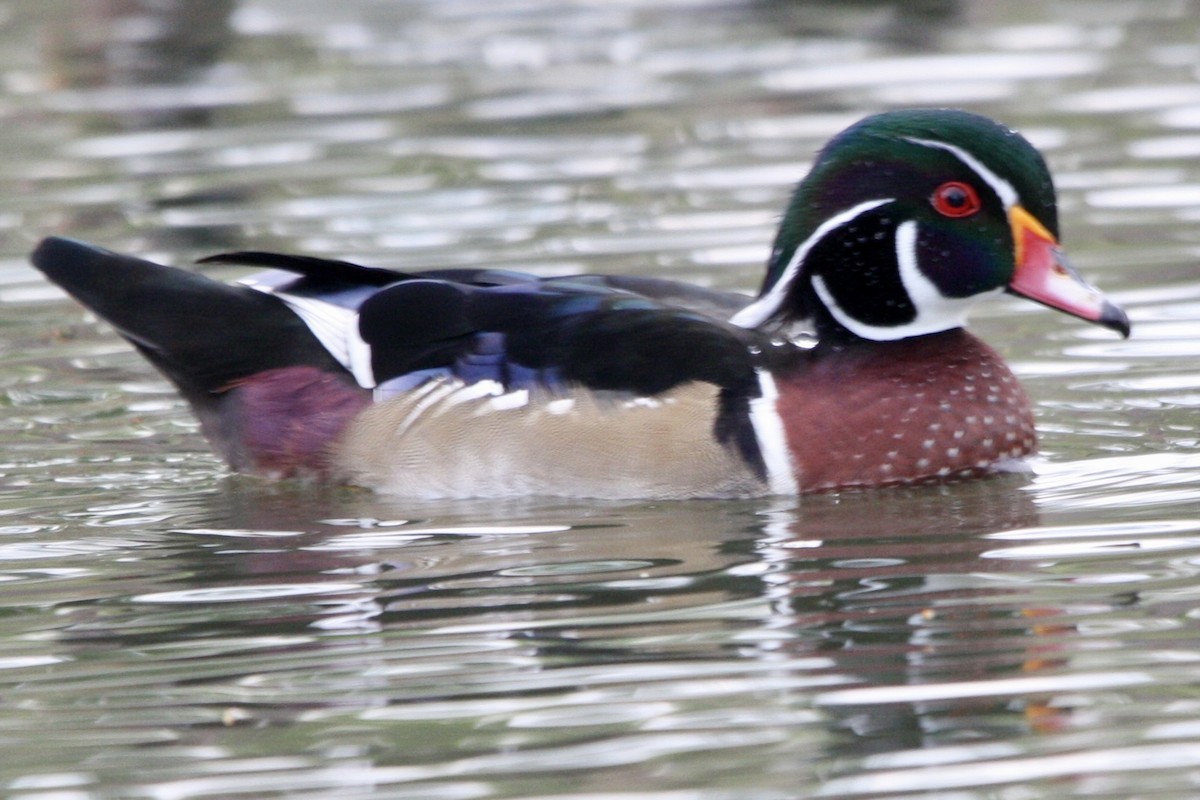 Orman Ördeği - ML647499215