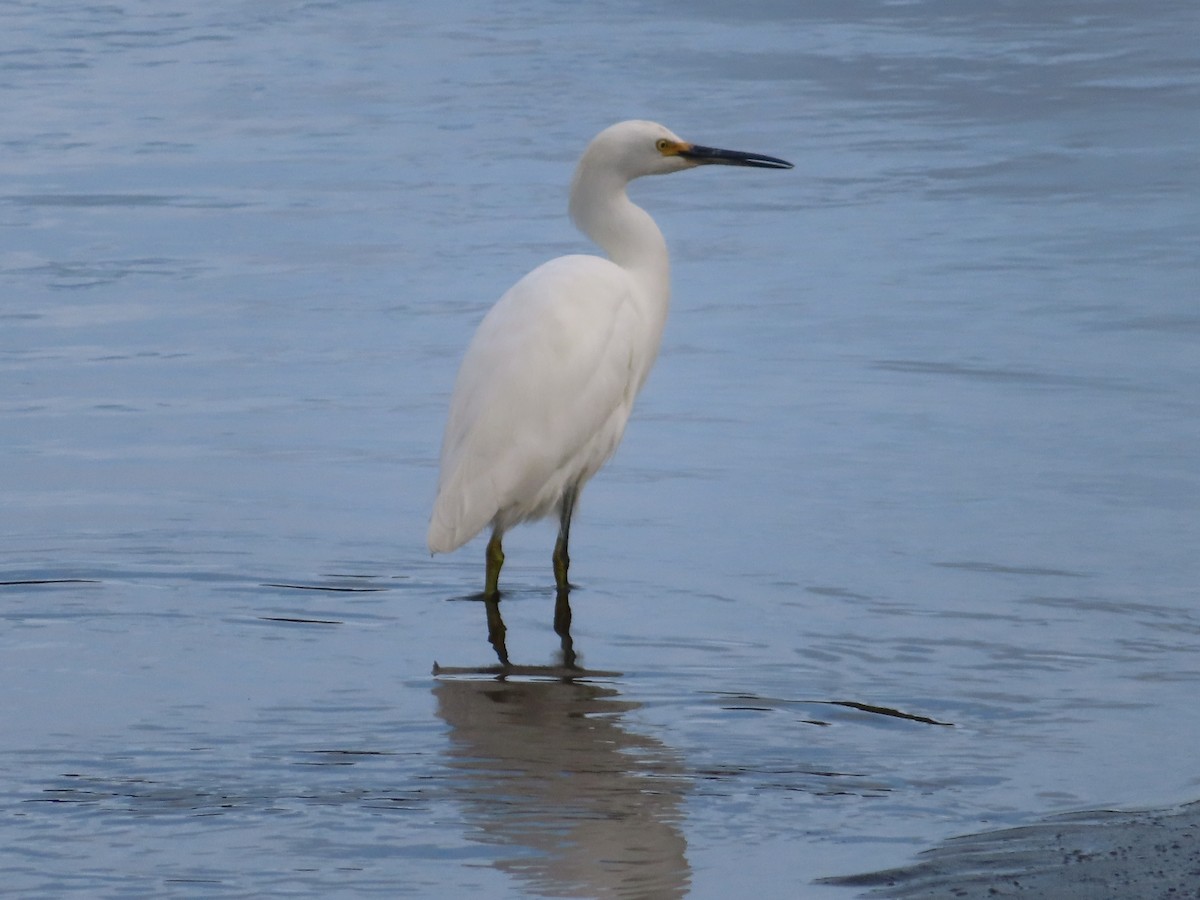Aigrette neigeuse - ML647499230