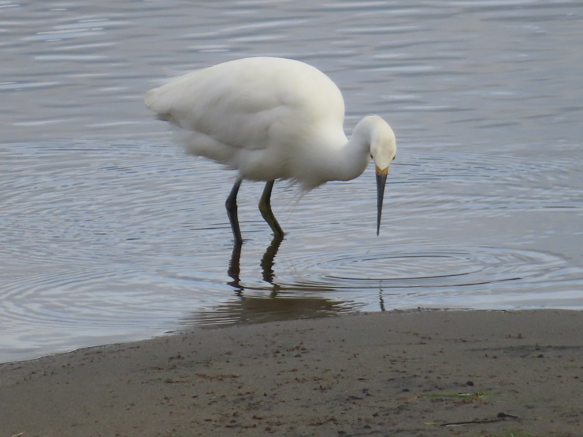 Aigrette neigeuse - ML647499232