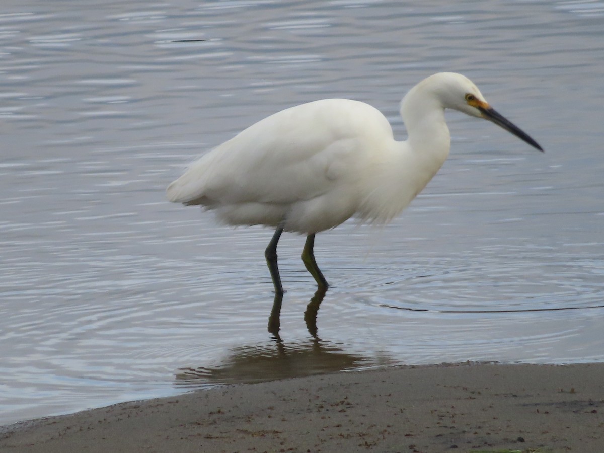Aigrette neigeuse - ML647499233