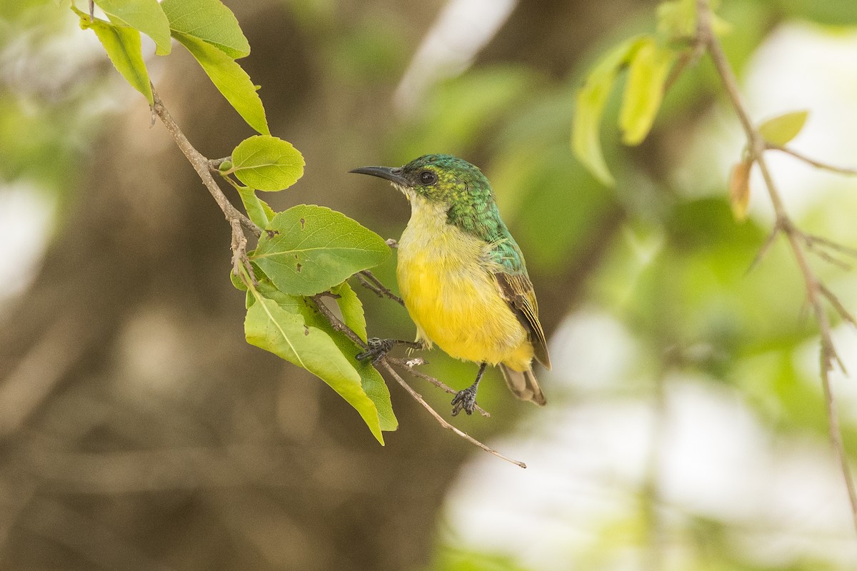 strdimil obojkový - ML647499235