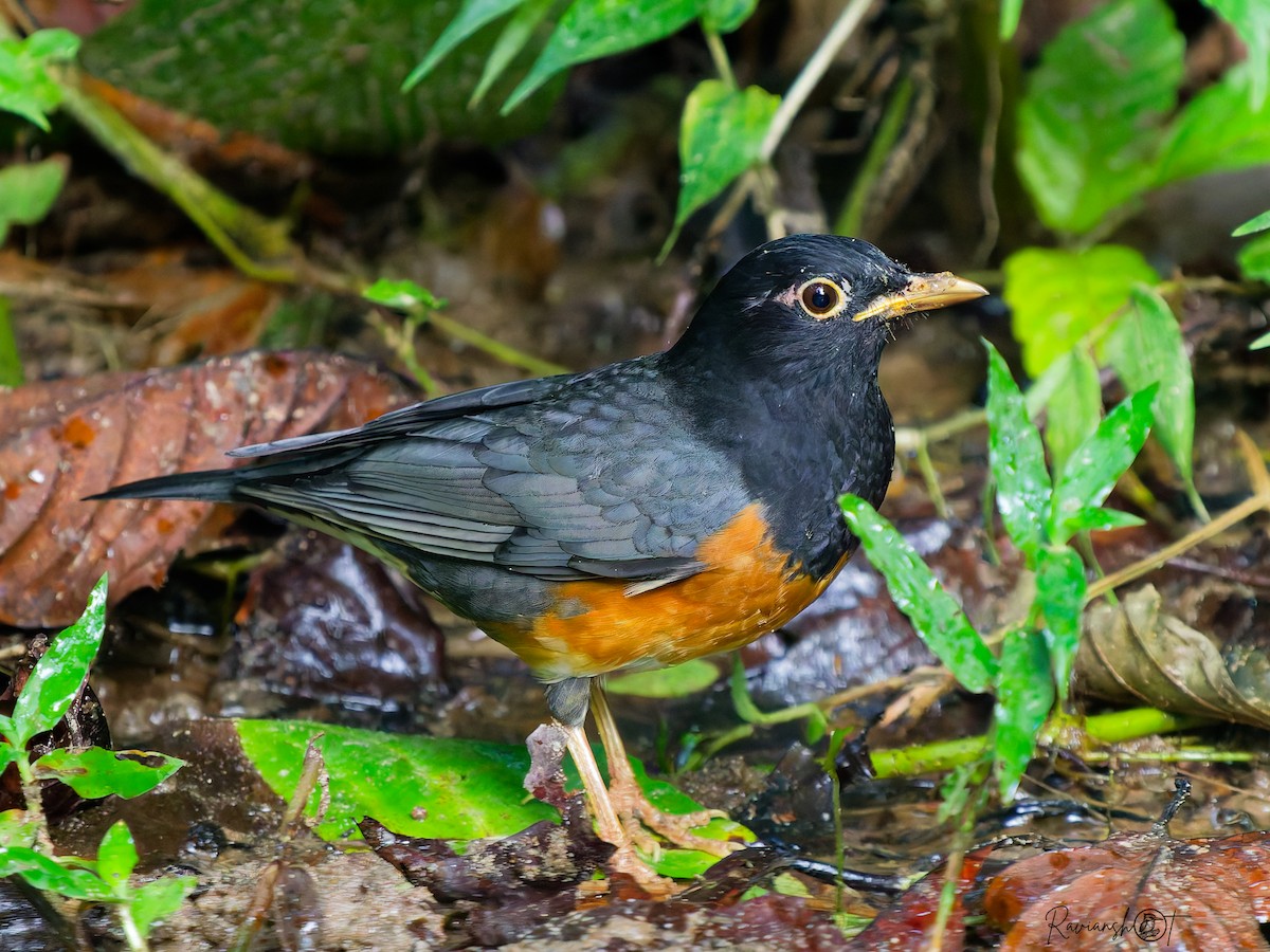 Черногрудый дрозд - ML647499244