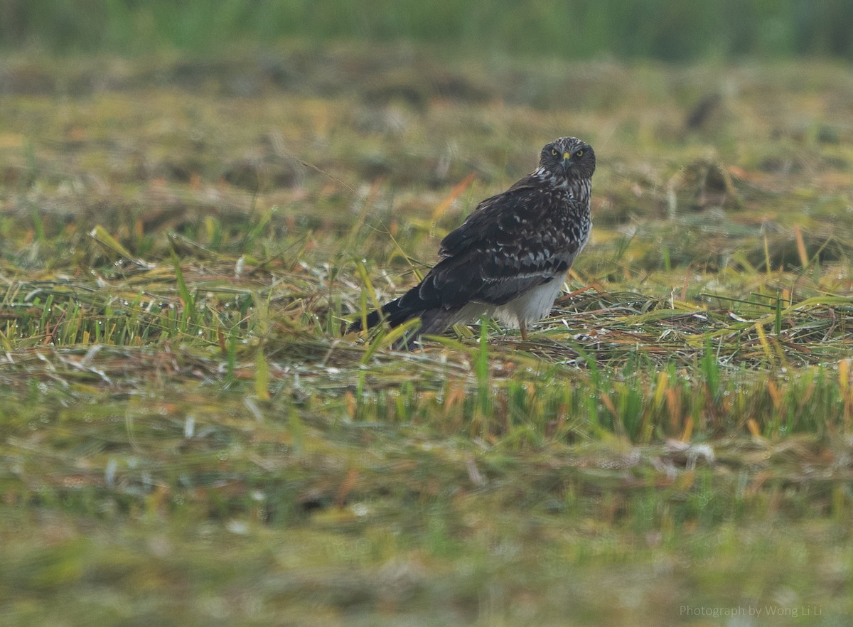Eastern Marsh Harrier - ML647499250