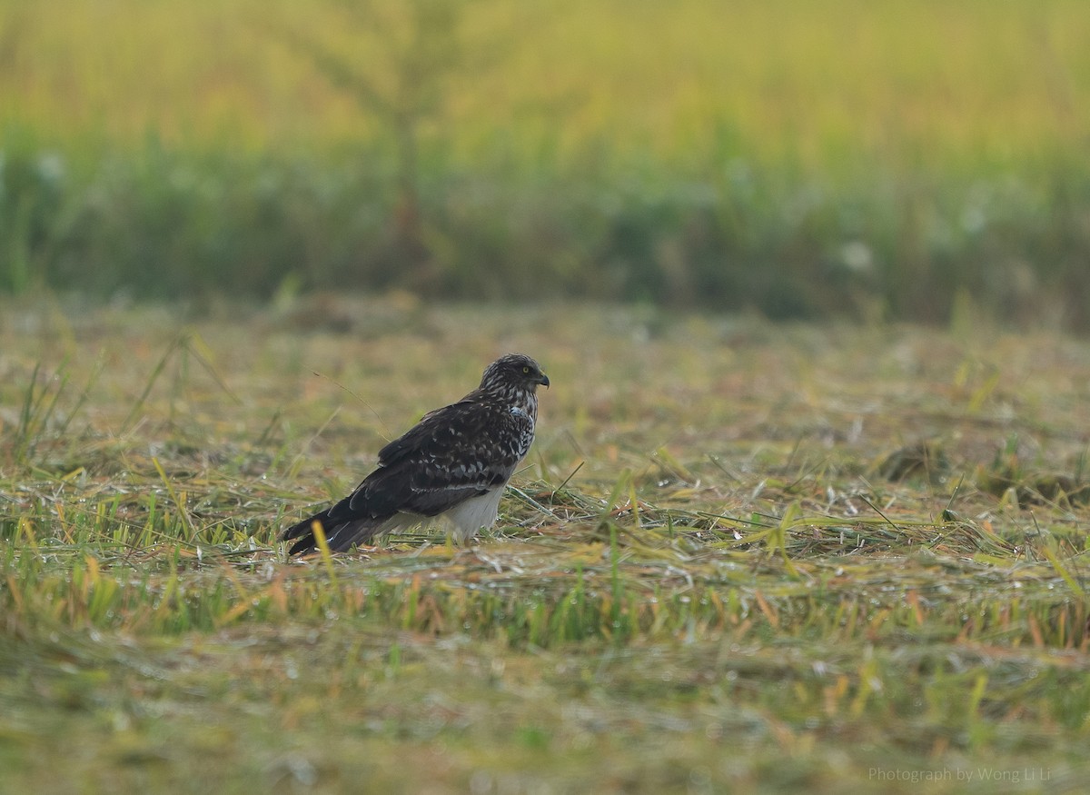 Eastern Marsh Harrier - ML647499251
