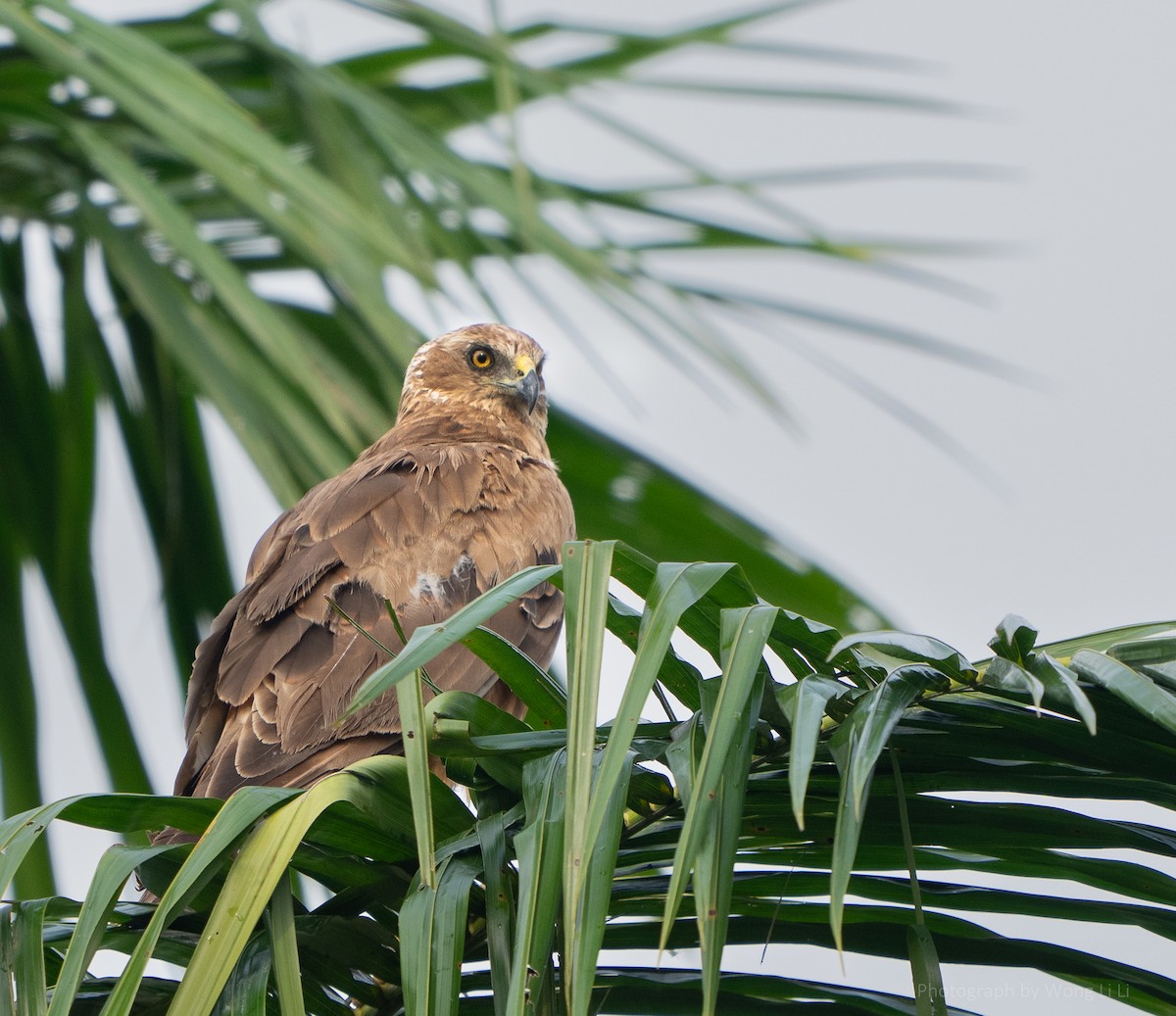 Eastern Marsh Harrier - ML647499252