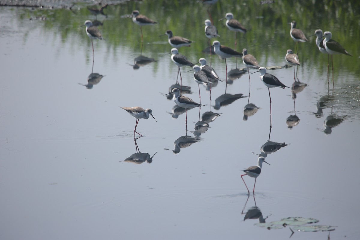תמירון - ML647499257