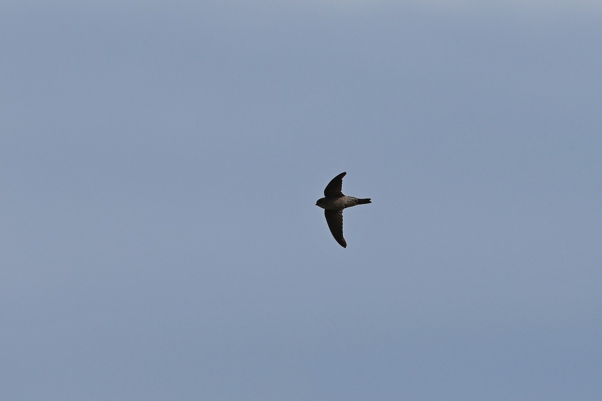 Moluccan Swiftlet - ML647499261